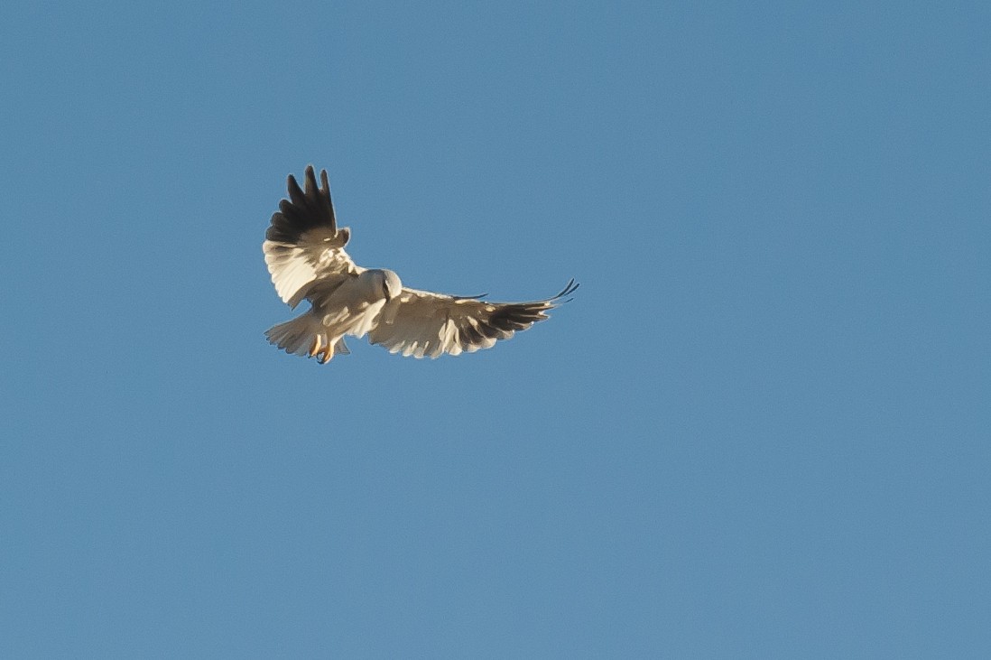 Black-winged Kite - Giuseppe Citino