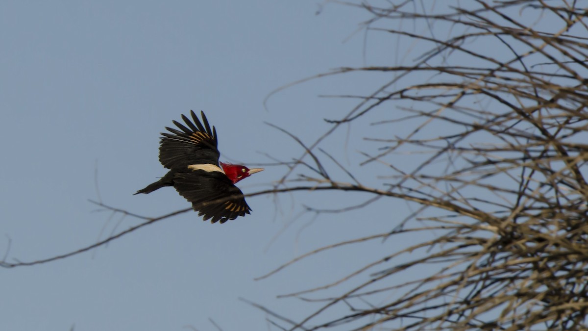 Cream-backed Woodpecker - Ignacio Zapata