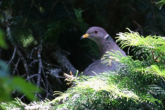 Band-tailed Pigeon - ML167267361