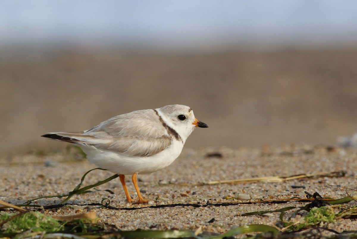 Piping Plover - ML167267571