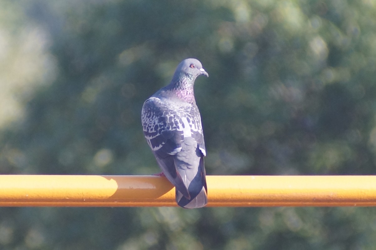 Rock Pigeon (Feral Pigeon) - Brian McKay
