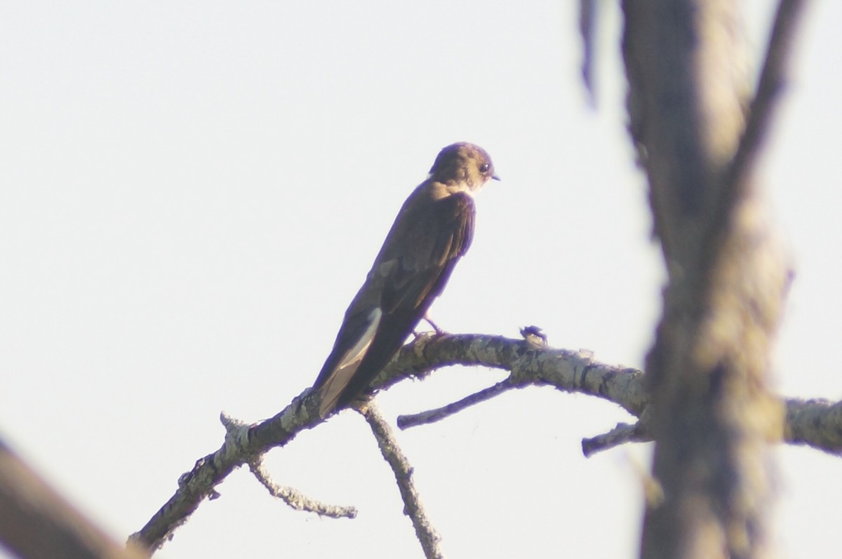Northern Rough-winged Swallow - ML167268681