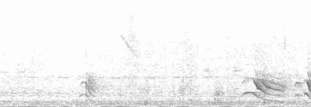 Beyaz Kuyruklu Ketzal - ML167270