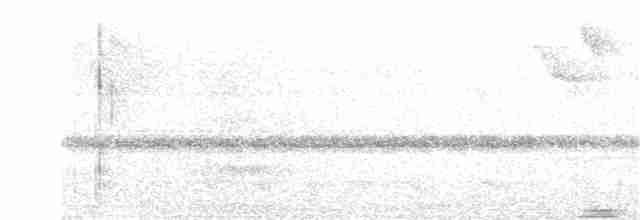 Weißbinden-Ameisenvogel - ML167273721