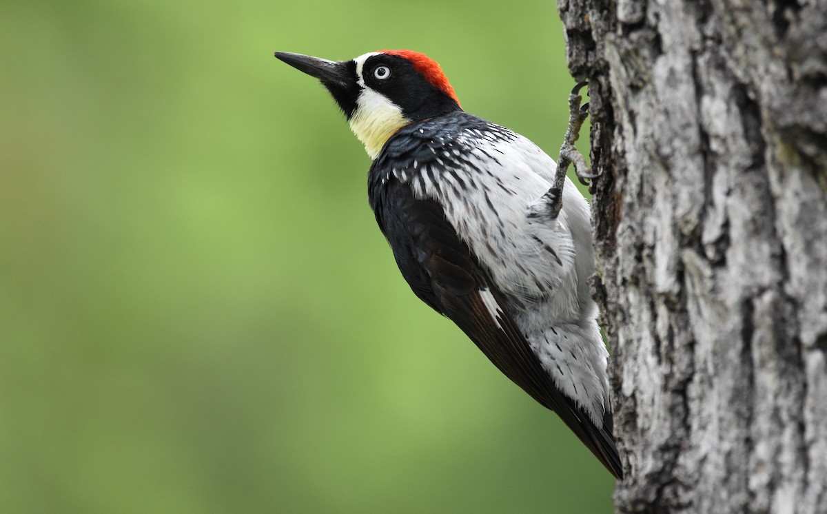 Acorn Woodpecker ML167275911
