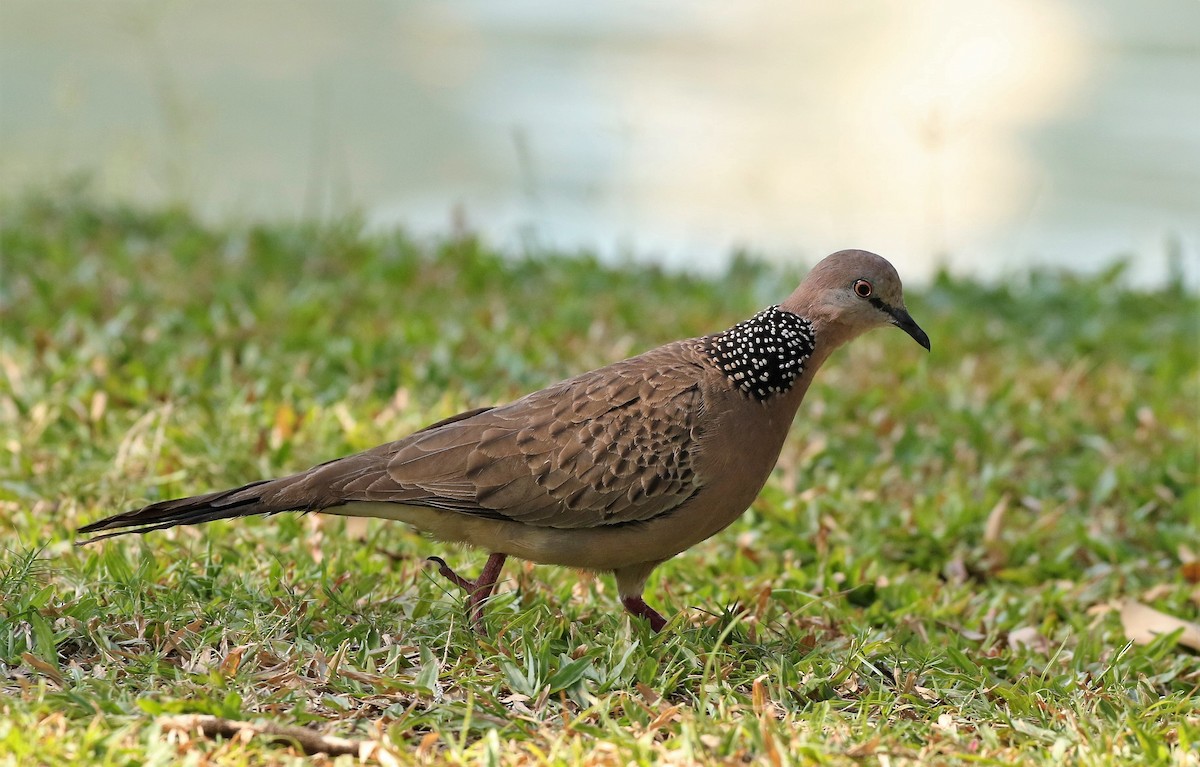 Spotted Dove - ML167276091