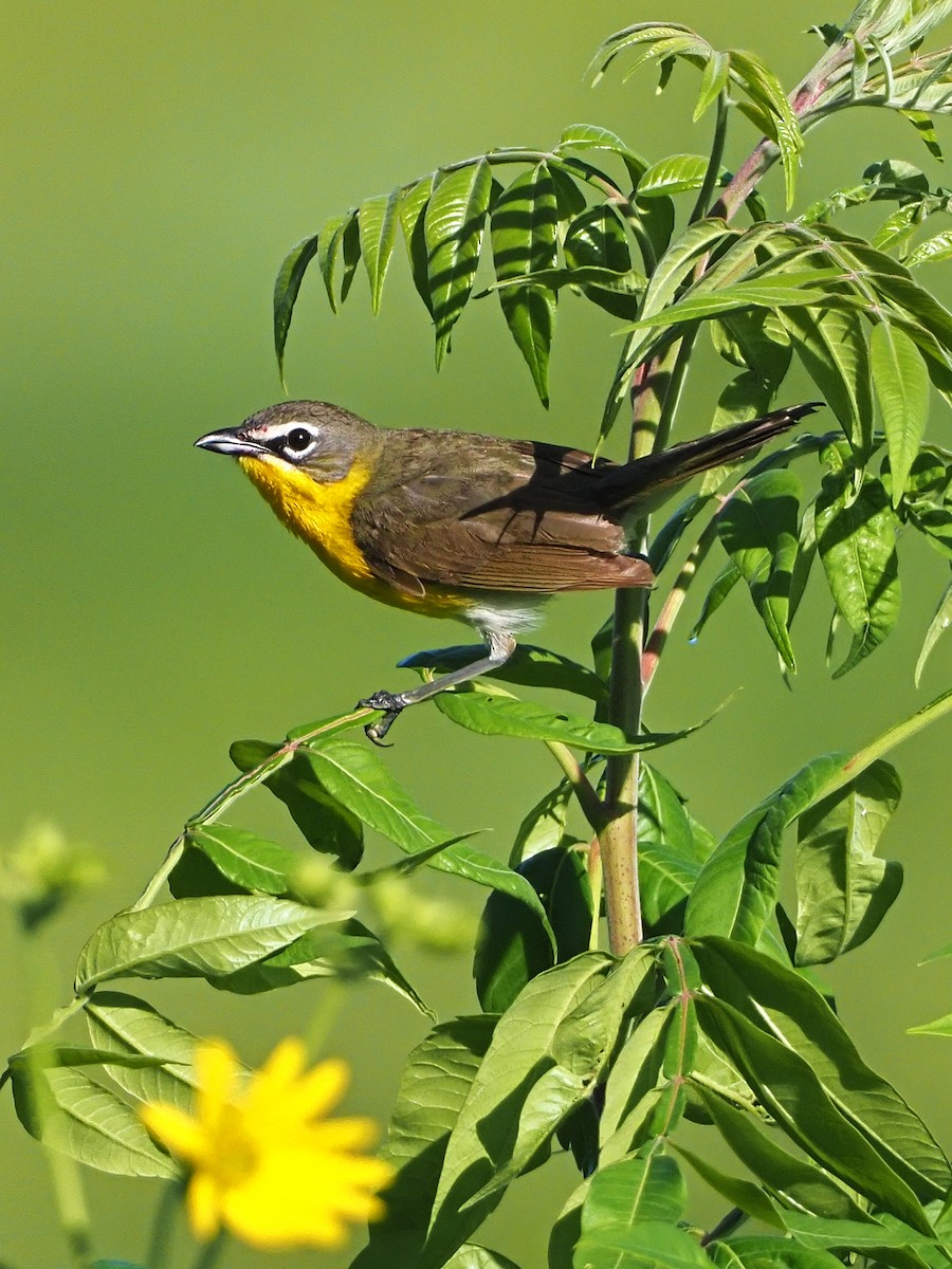 Yellow-breasted Chat - ML167276371