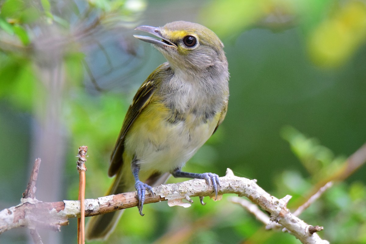 White-eyed Vireo - Perry Doggrell