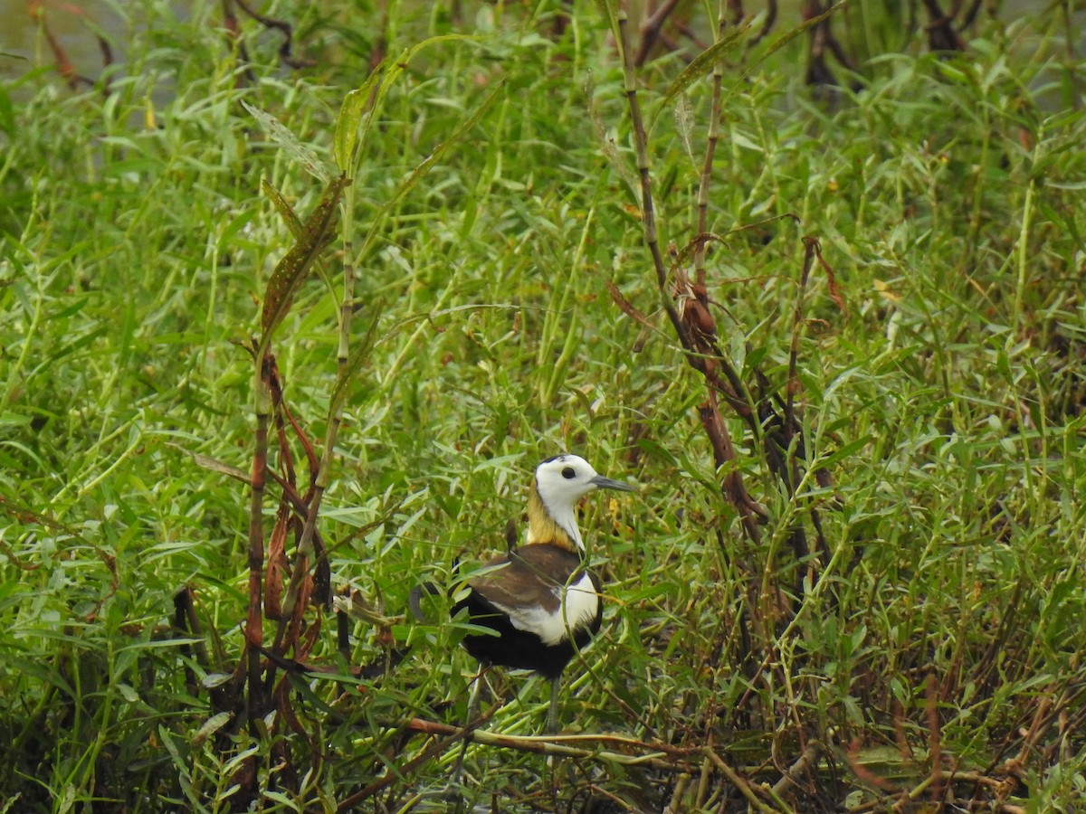 Pheasant-tailed Jacana - KARTHIKEYAN R