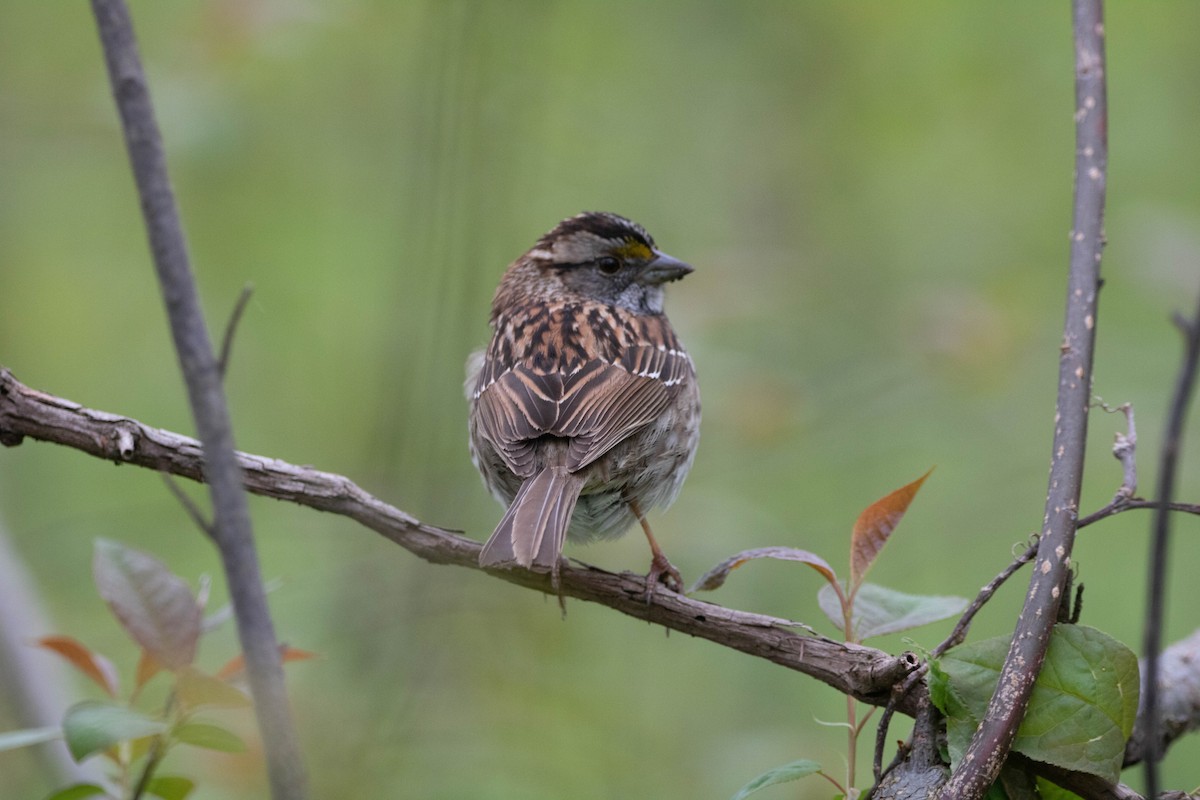 White-throated Sparrow - Gavin McKinnon