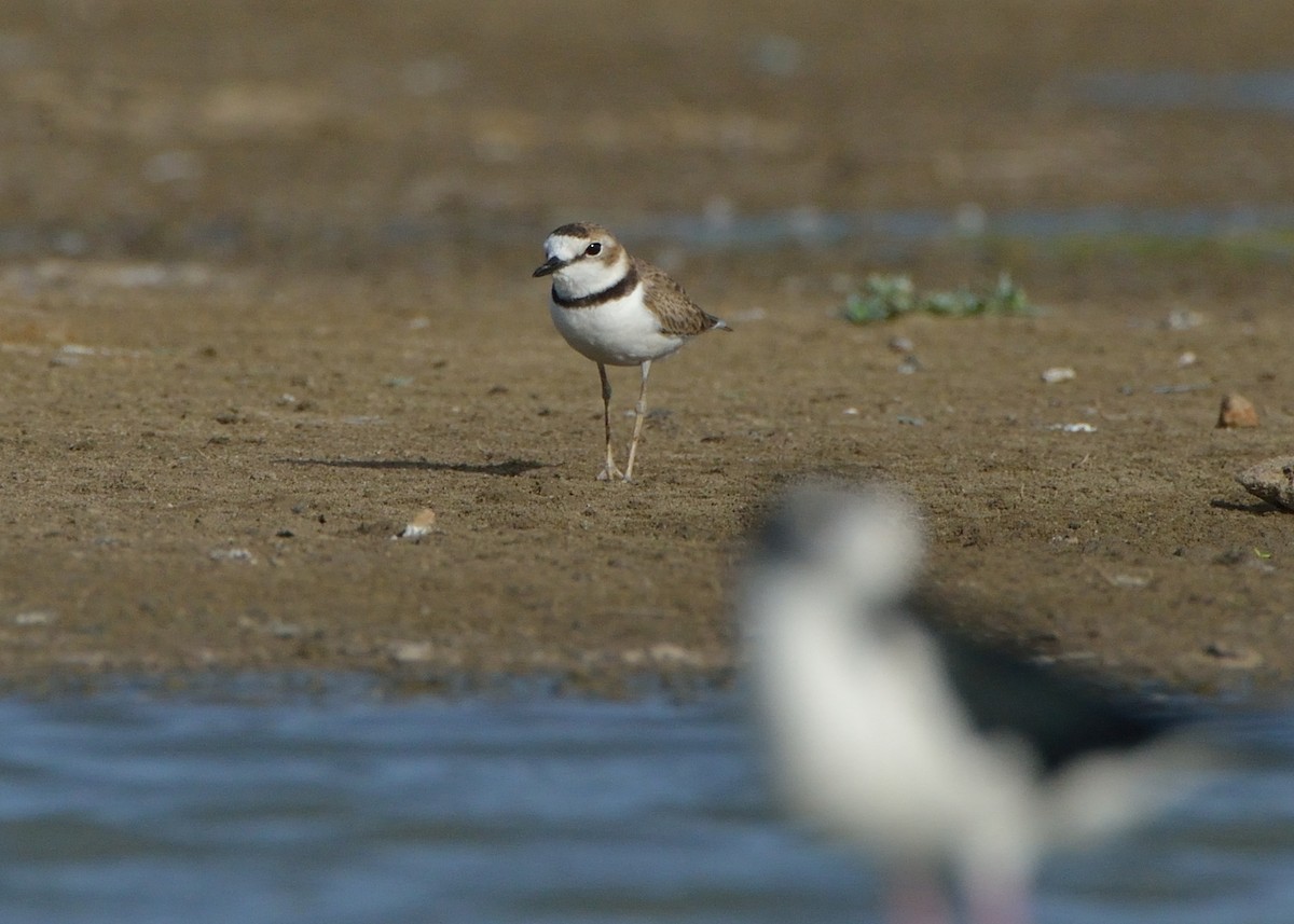 Collared Plover - ML167288551