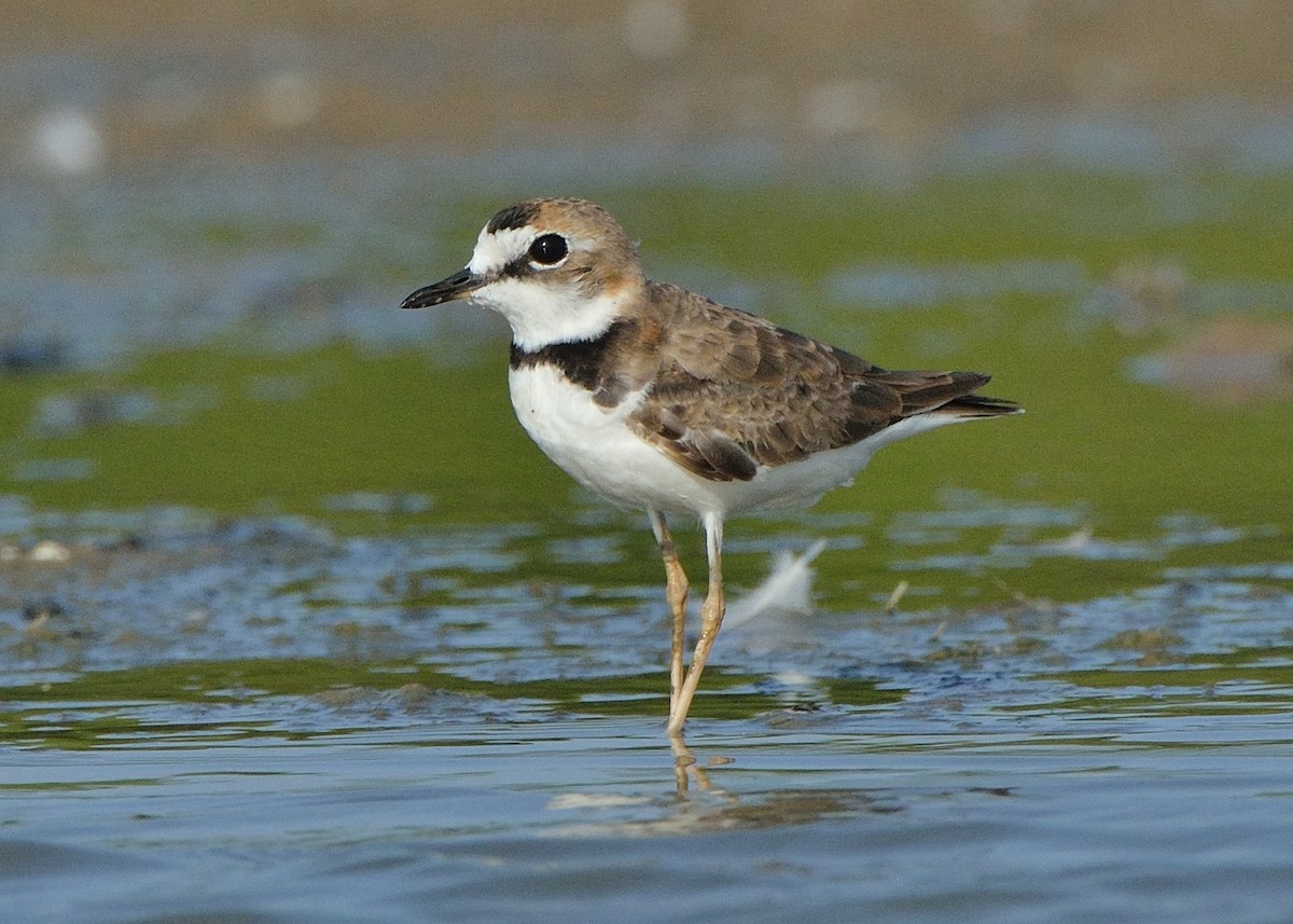 Collared Plover - ML167288561