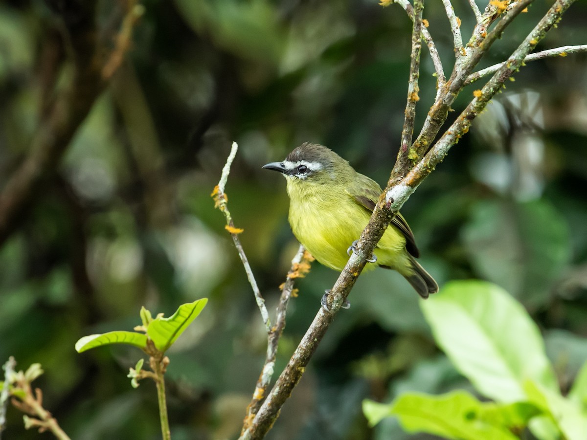 Brown-capped Tyrannulet - ML167295341