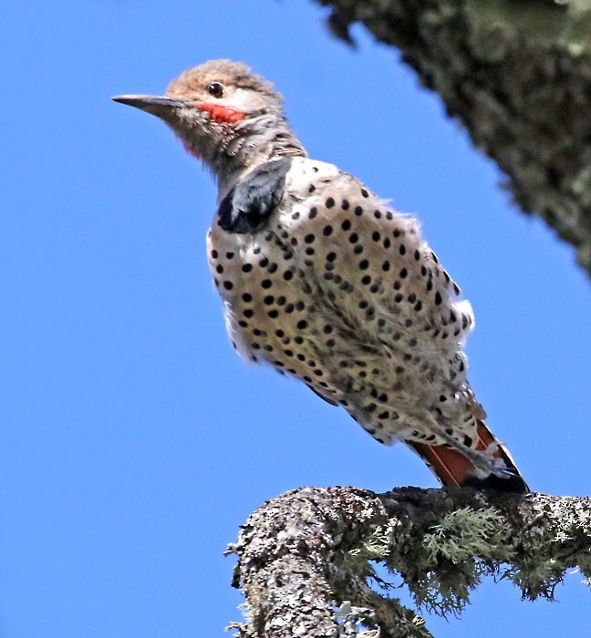 Northern Flicker (Red-shafted) - ML167295961