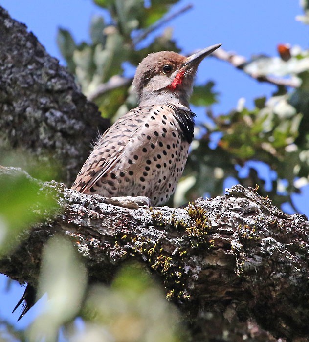 Northern Flicker (Red-shafted) - ML167295971