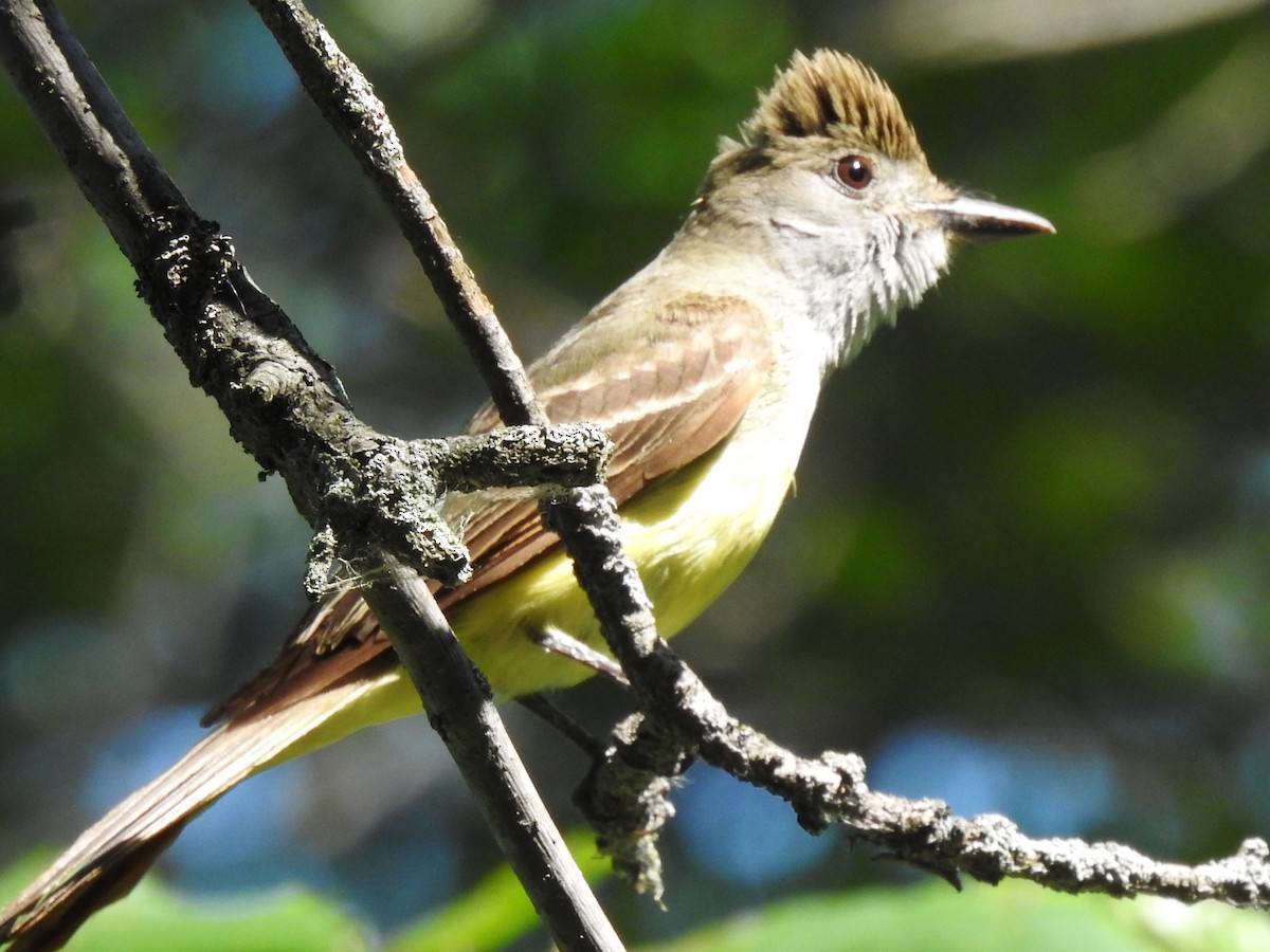 Great Crested Flycatcher - Charlotte Dallaire