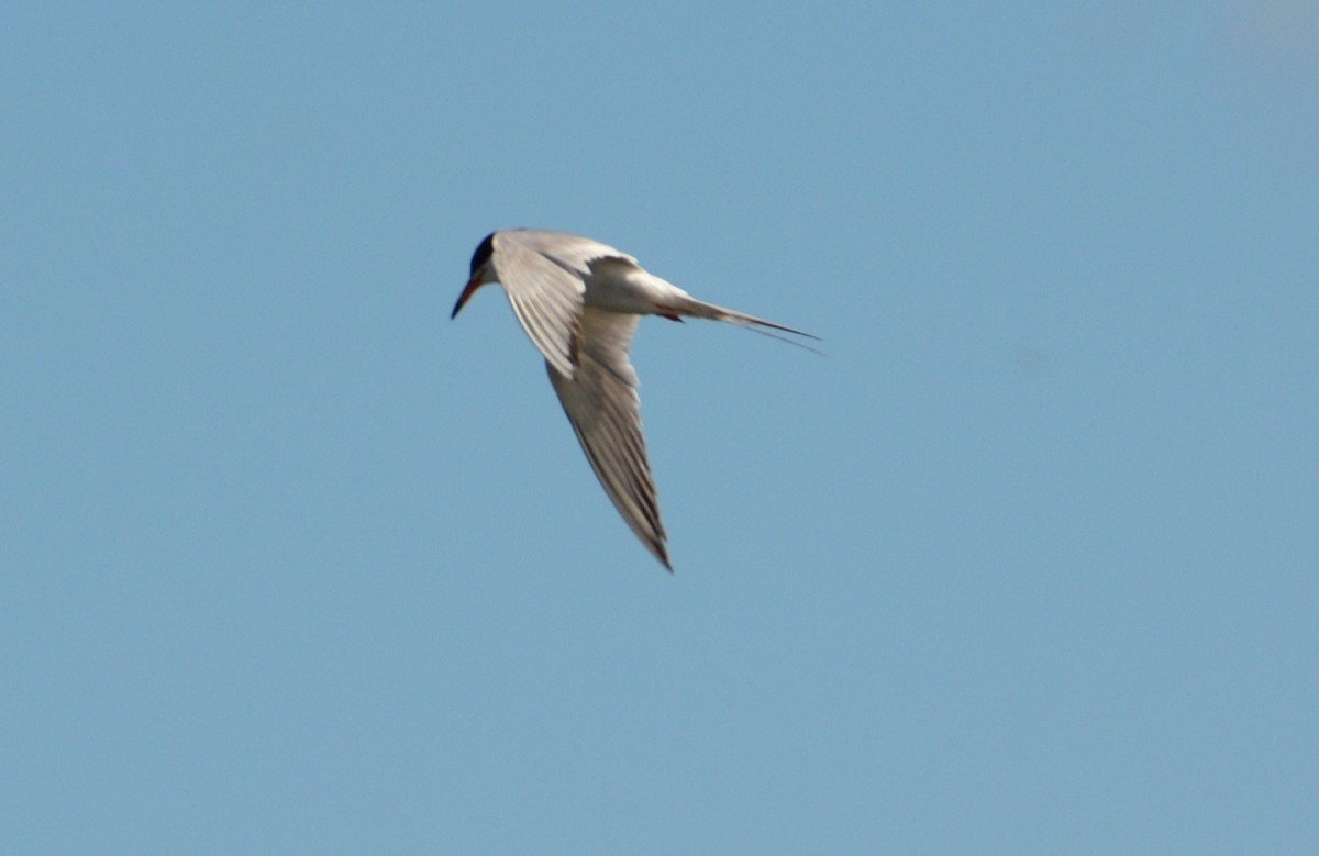 Forster's Tern - "Chia" Cory Chiappone ⚡️