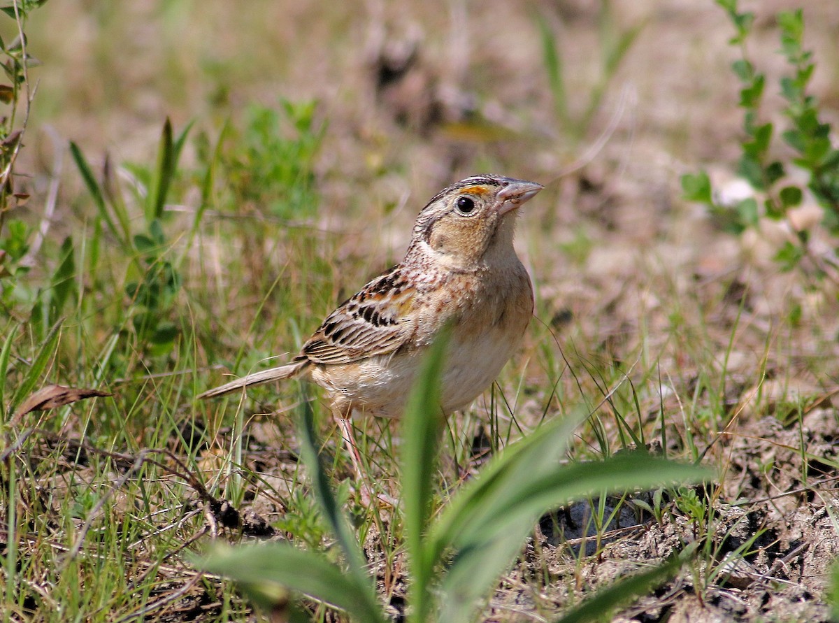 Grasshopper Sparrow - ML167304791