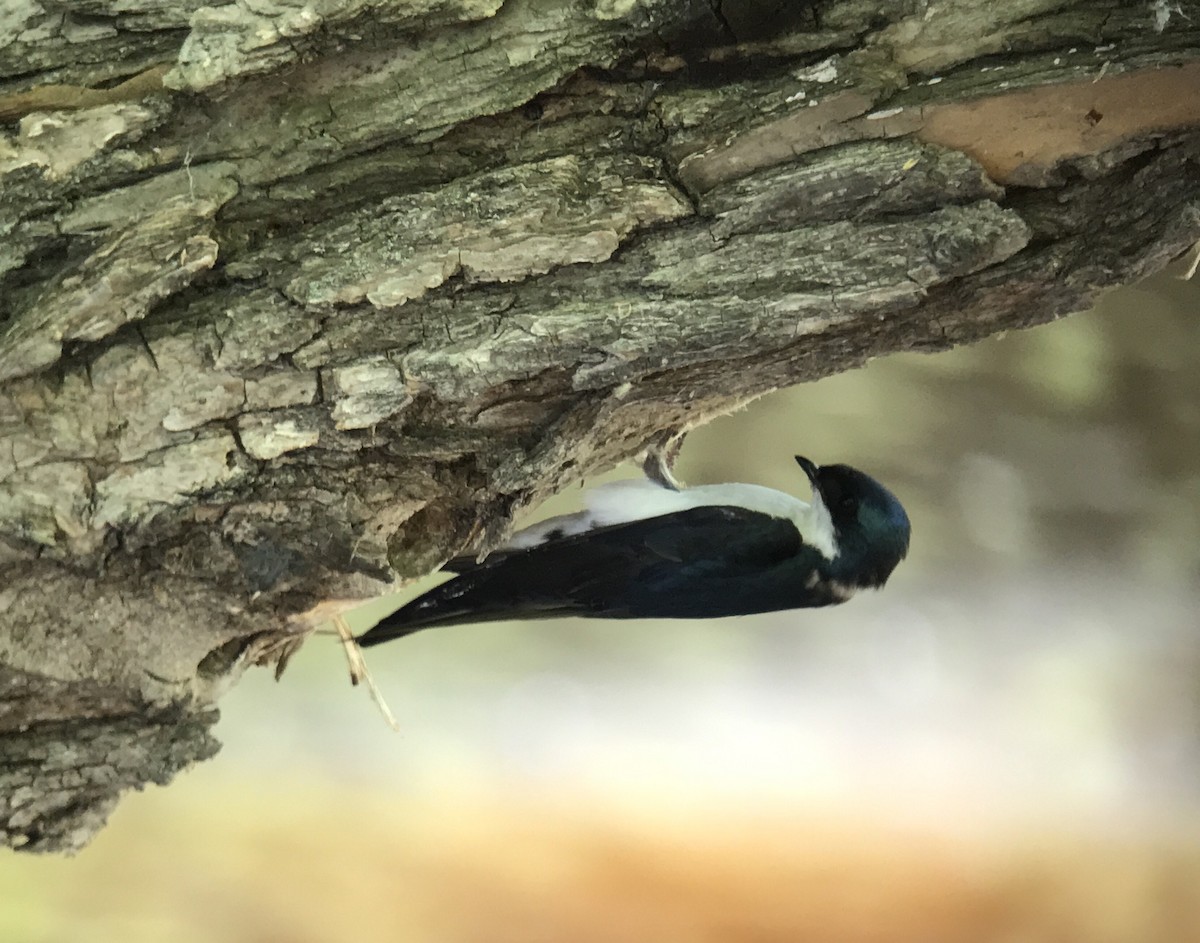 Tree Swallow - Jean Carpentier