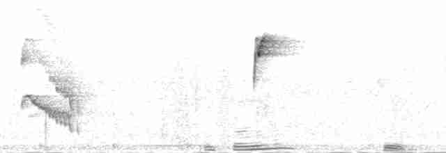 Kalın Gagalı Öfonya (melanura/crassirostris) - ML167310