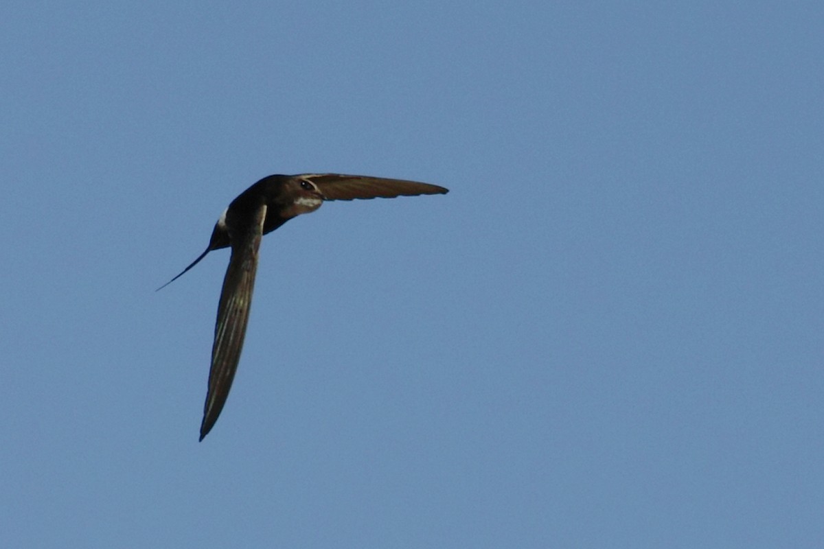 White-rumped Swift - António Gonçalves