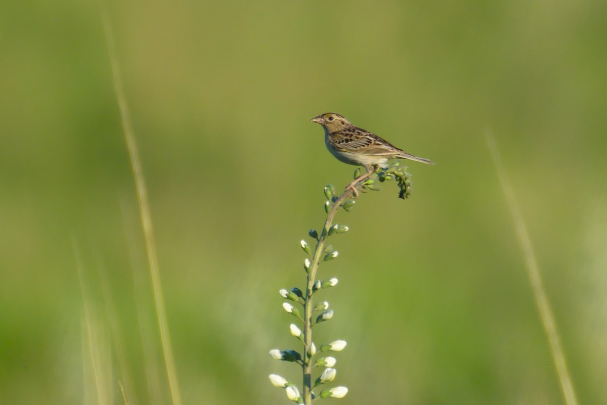 Grasshopper Sparrow - ML167314451