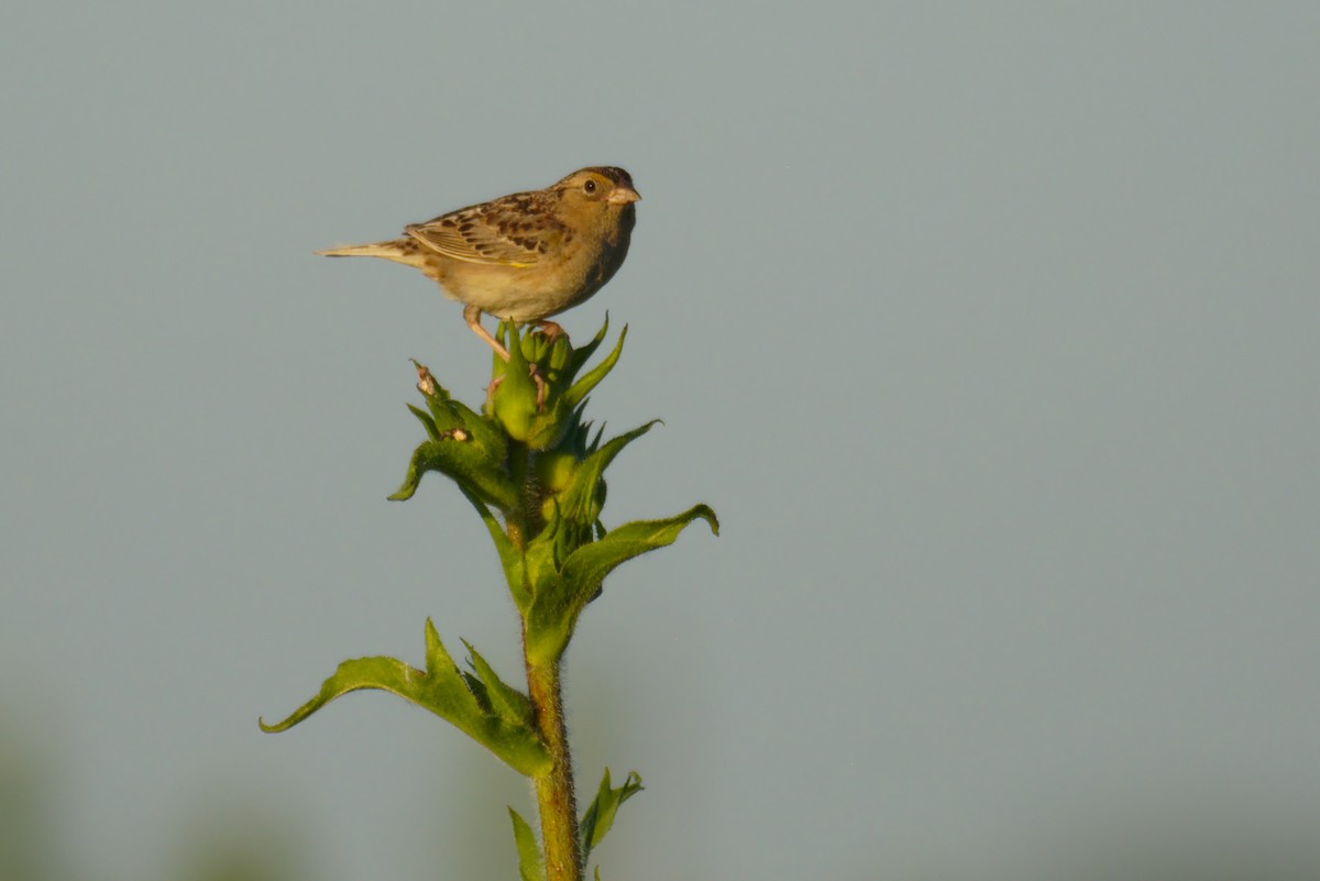 Grasshopper Sparrow - ML167314461