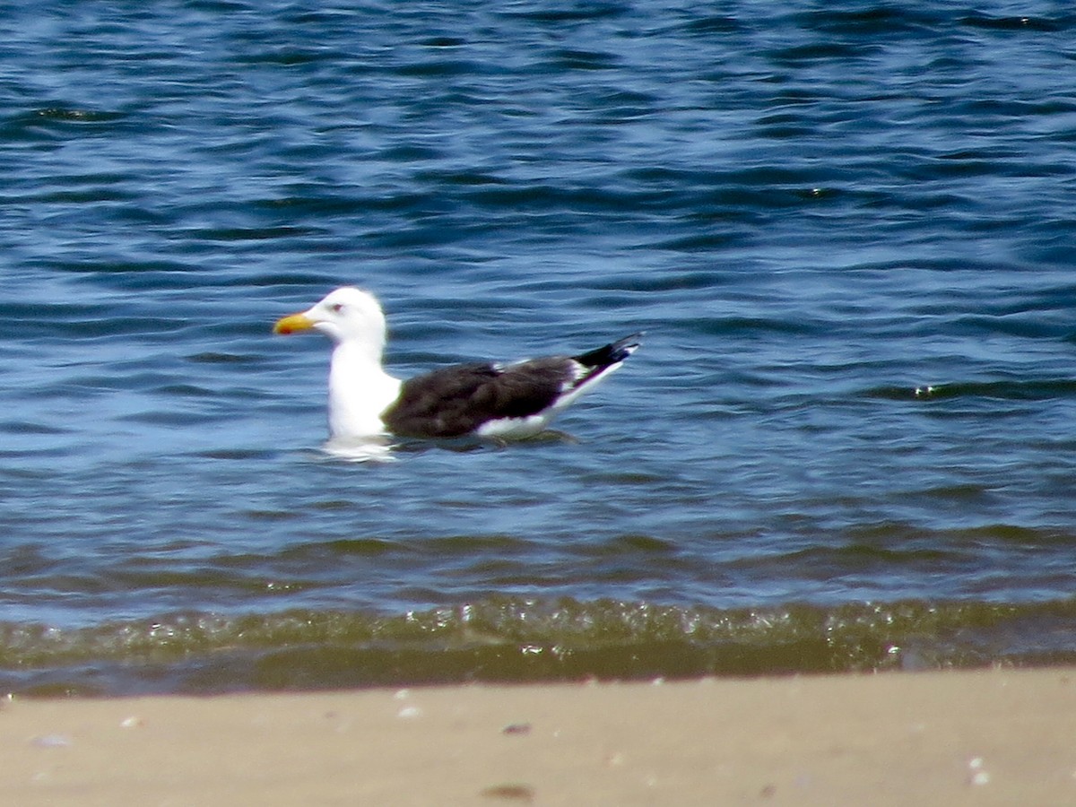 Great Black-backed Gull - Bill Lisowsky