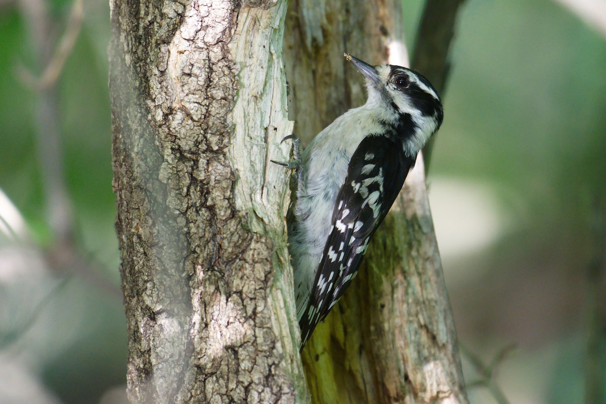 Downy Woodpecker - ML167314491