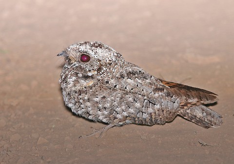 Common Poorwill Baby