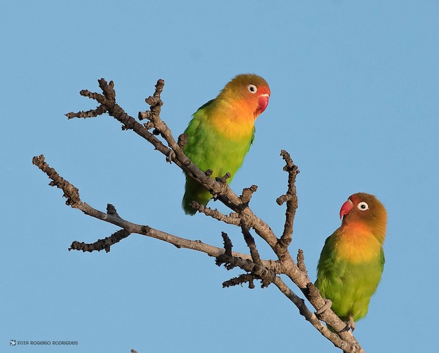ルリゴシボタンインコ Ebird