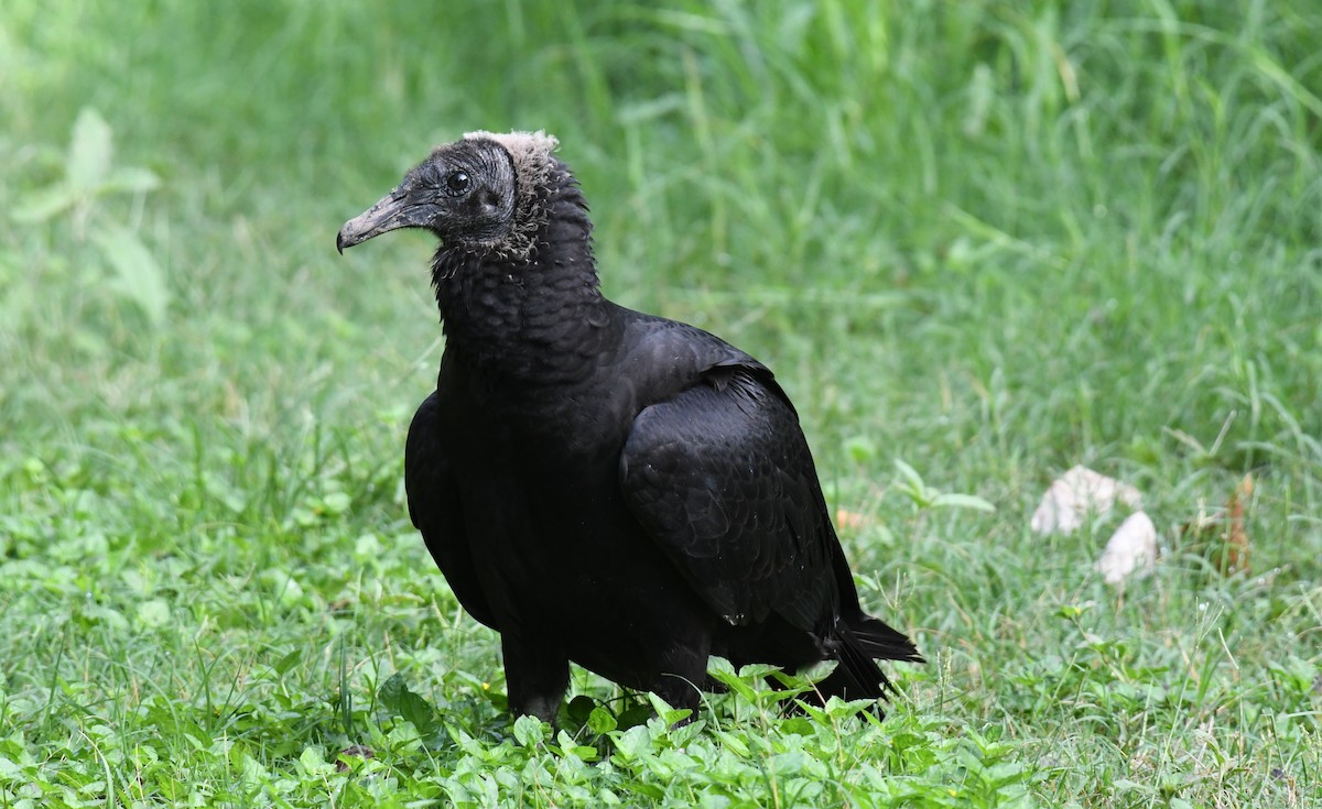 Black Vulture - ML167316431