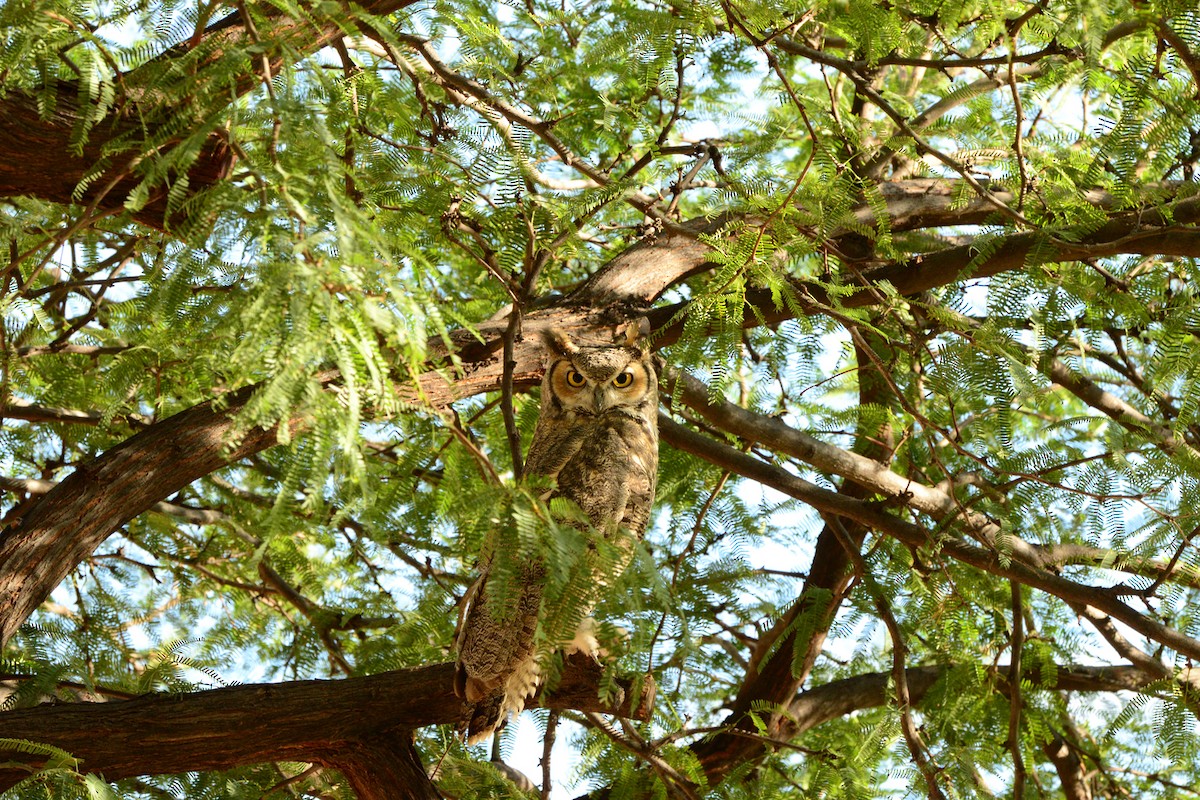 Great Horned Owl - ML167323041