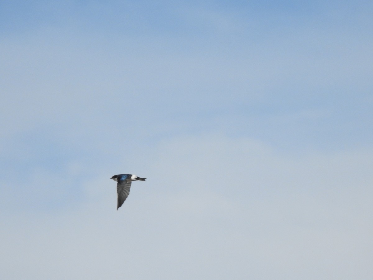 White-rumped/Chilean Swallow - ML167326301