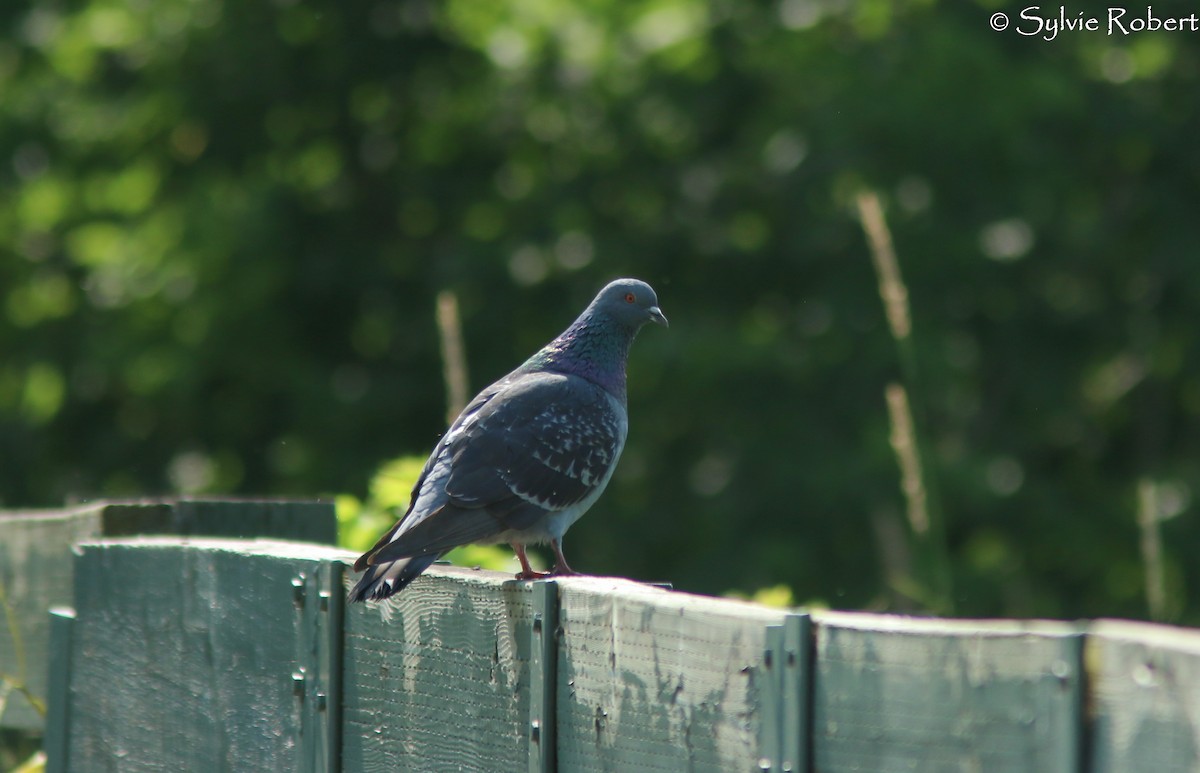Rock Pigeon (Feral Pigeon) - Sylvie Robert