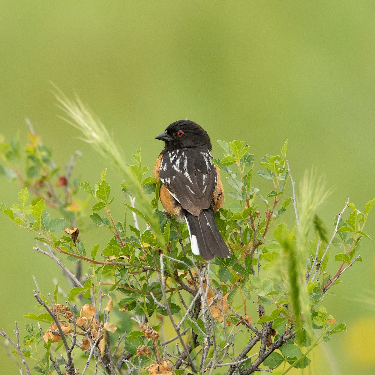 Spotted Towhee - ML167332731