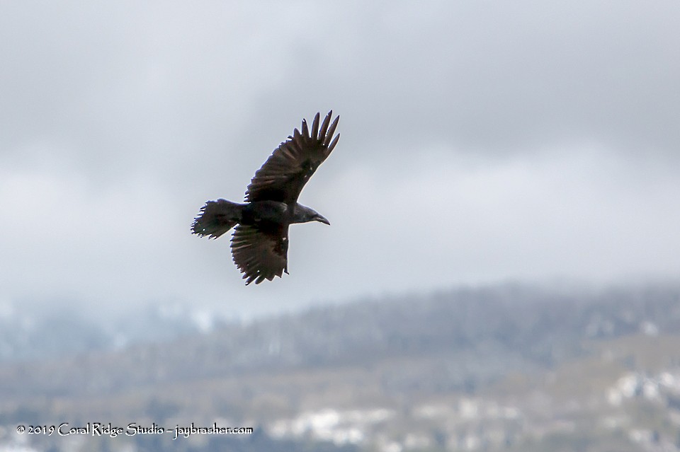 Common Raven - Jay Brasher