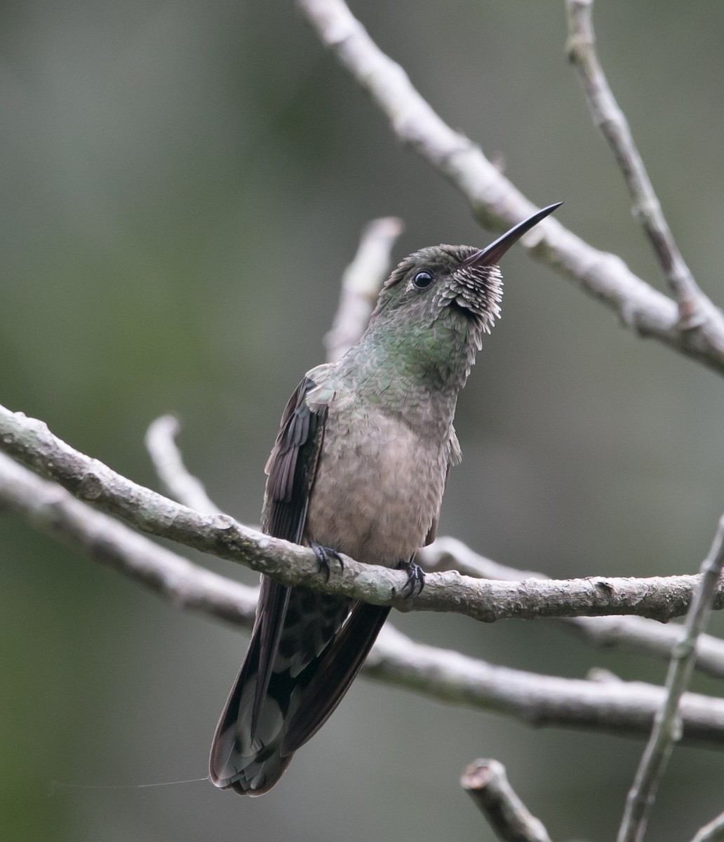 Scaly-breasted Hummingbird - ML167341871