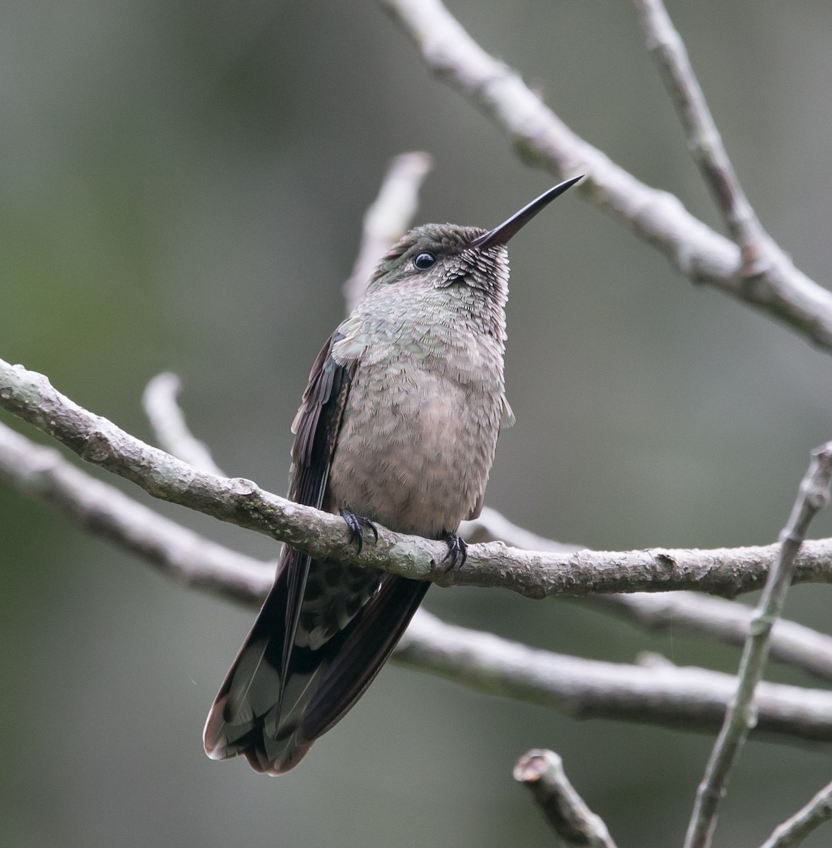 Scaly-breasted Hummingbird - ML167341921