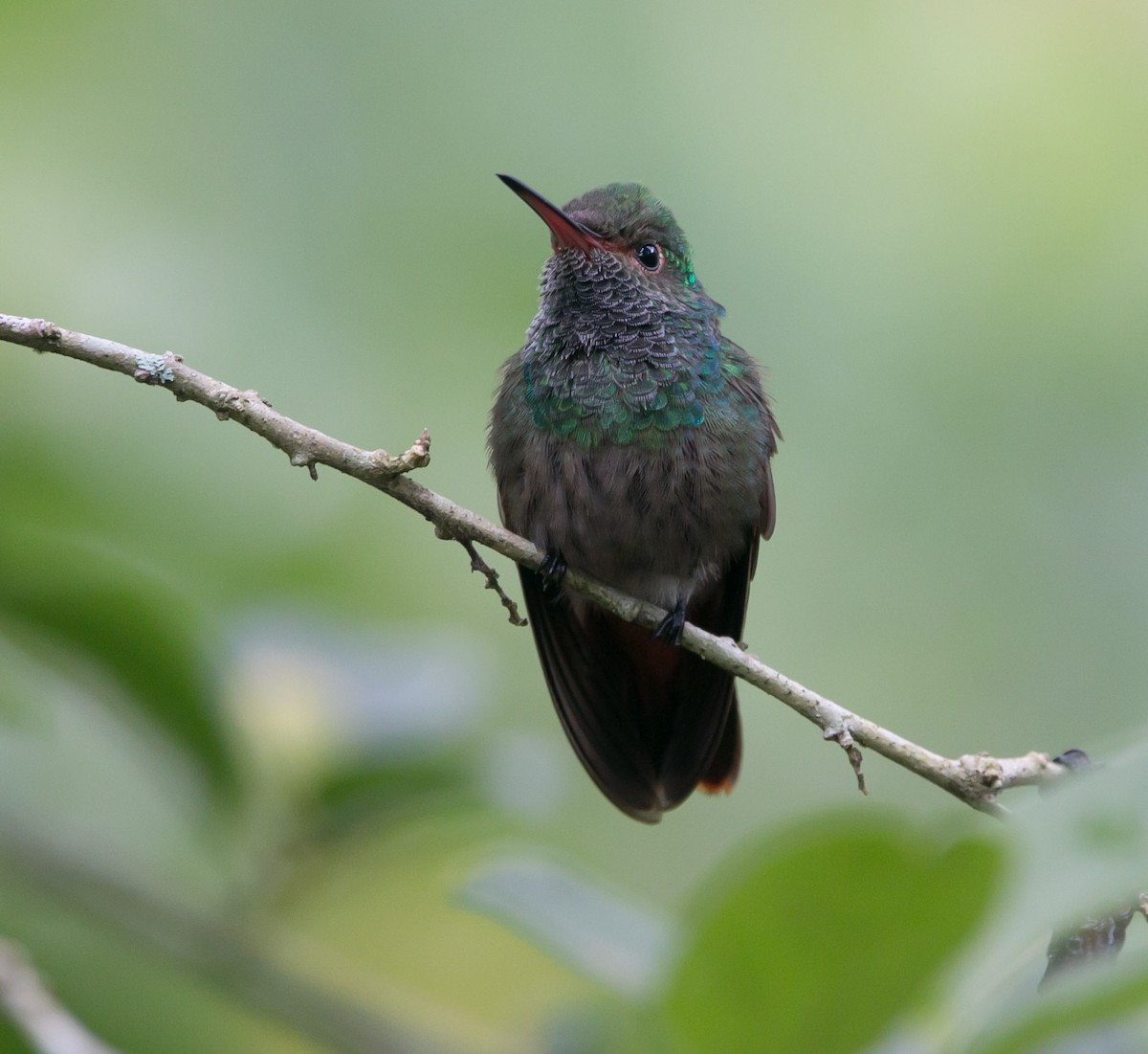 Rufous-tailed Hummingbird - Isaias Morataya