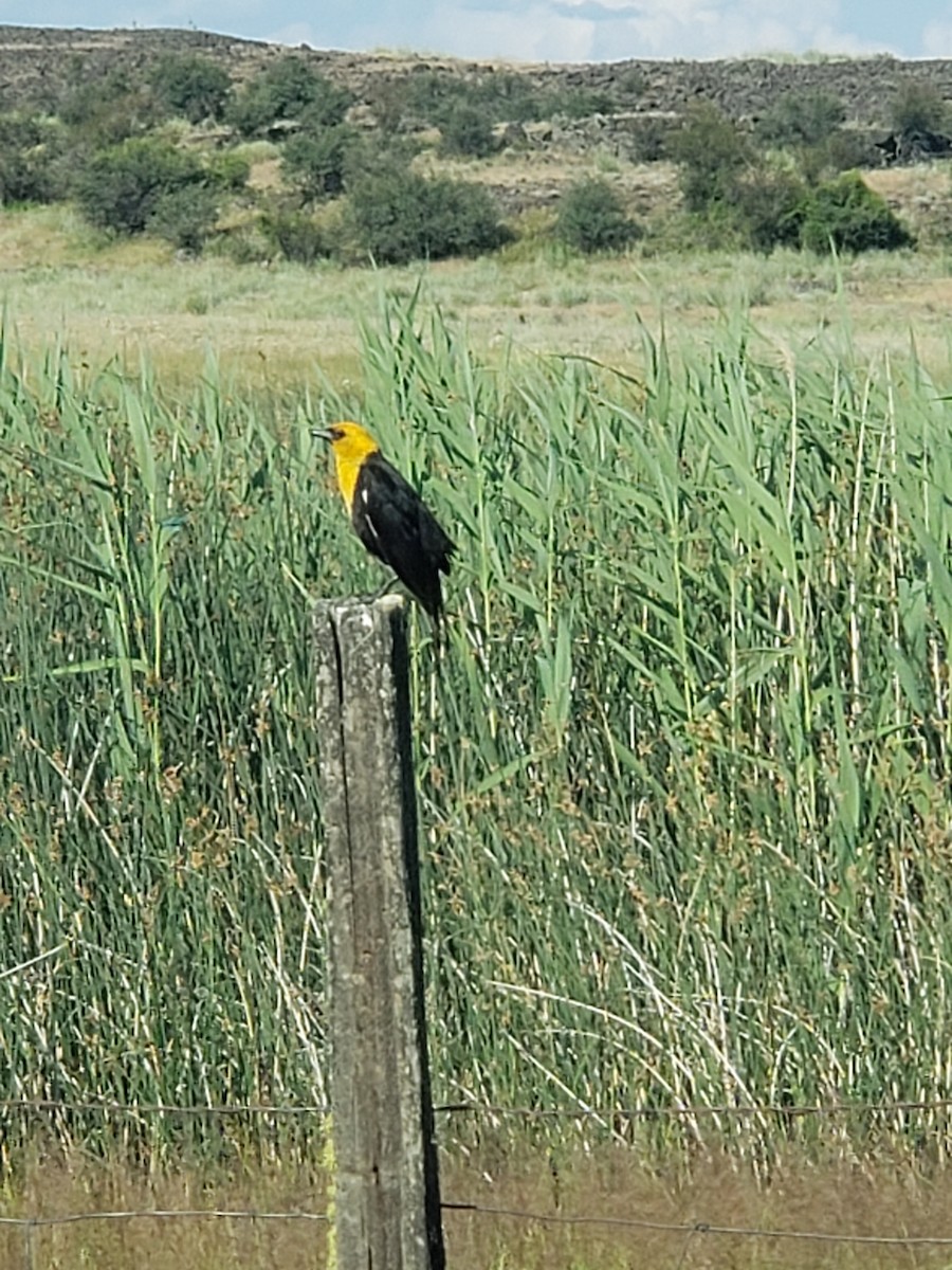 eBird Checklist 6 Jul 2019 Barker Canyon Rex Road, Grand Coulee