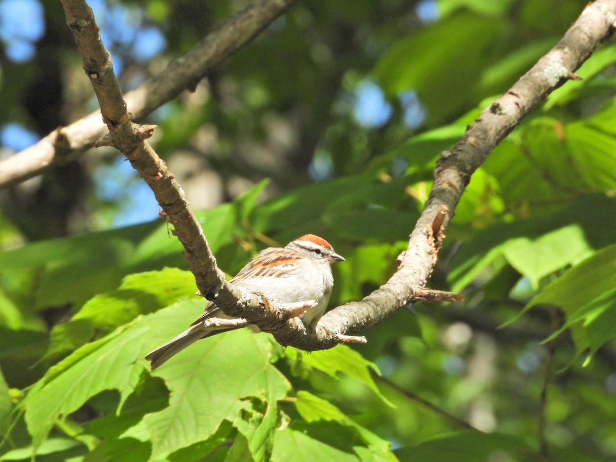 Chipping Sparrow - ML167348581