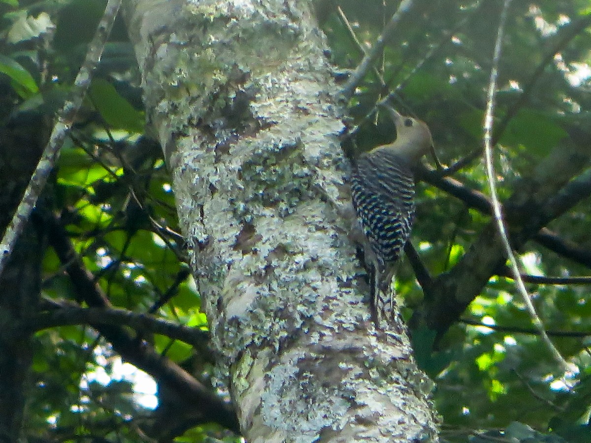 Red-bellied Woodpecker - ML167349071