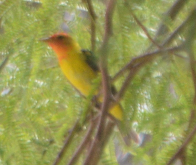 Western Tanager - ML167349351