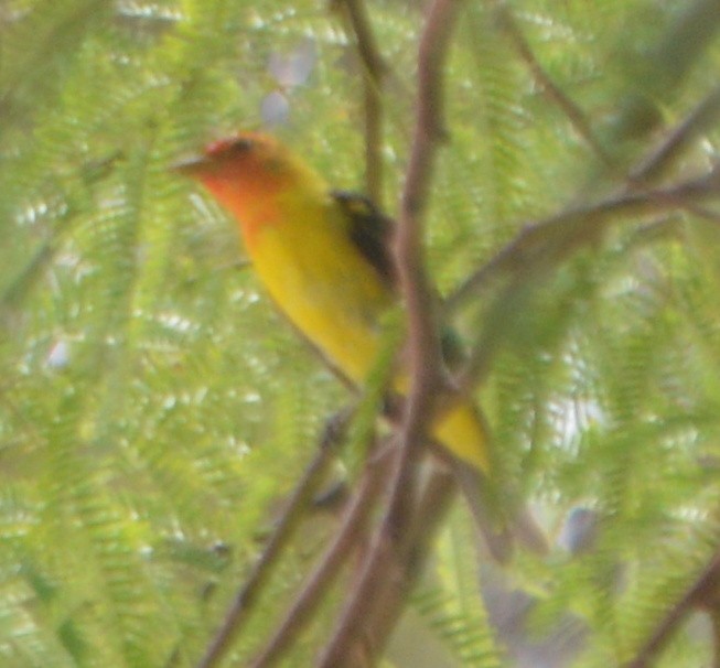 Western Tanager - ML167349371