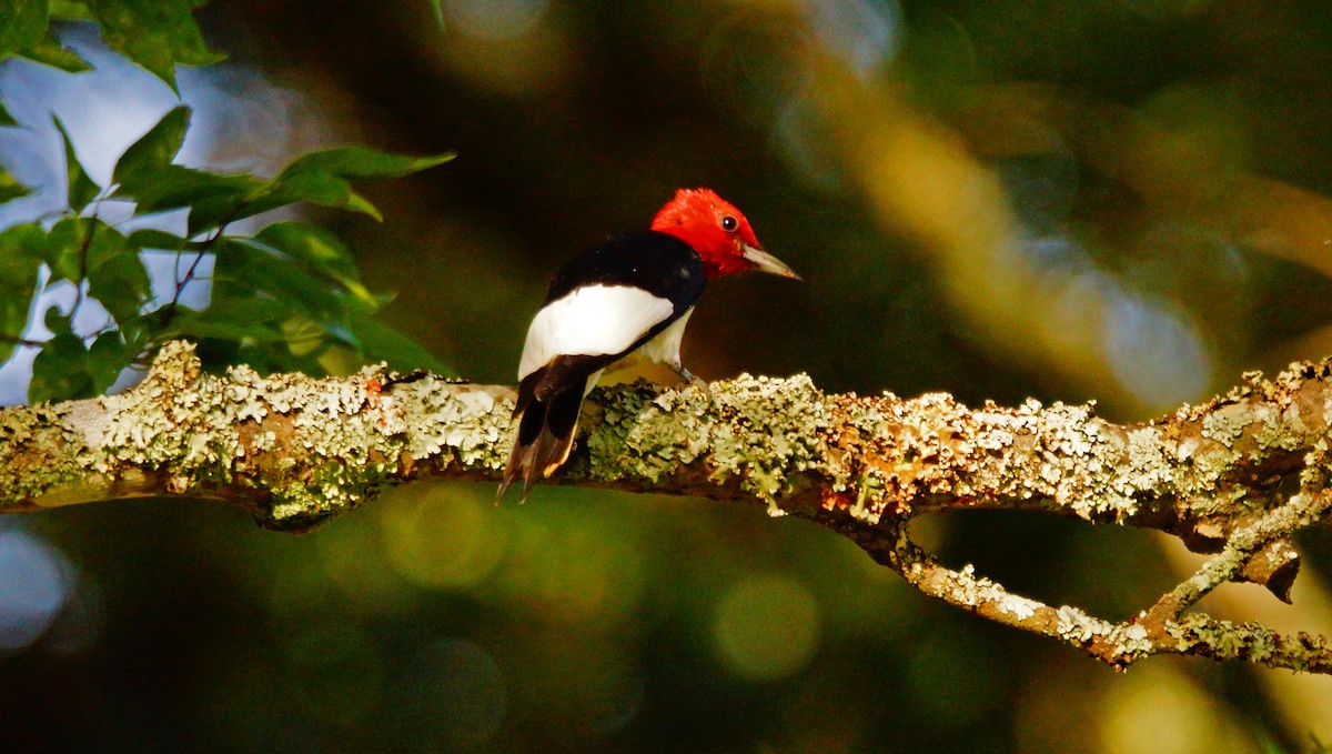 Red-headed Woodpecker - ML167349411