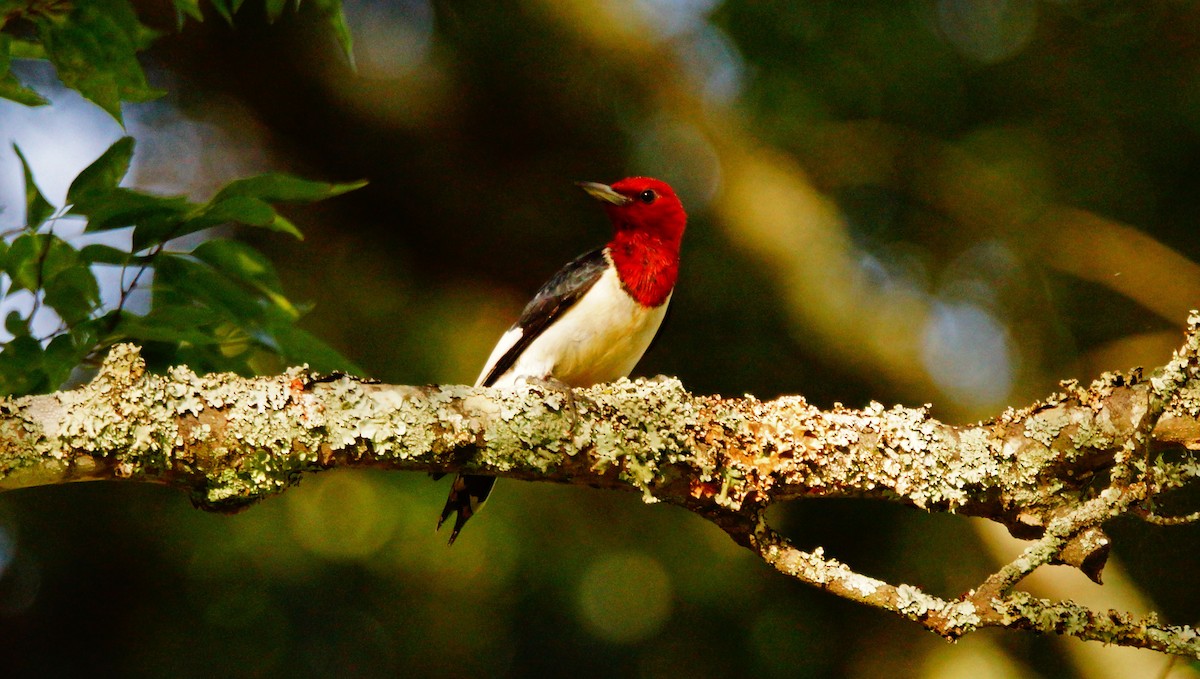 Red-headed Woodpecker - ML167349421