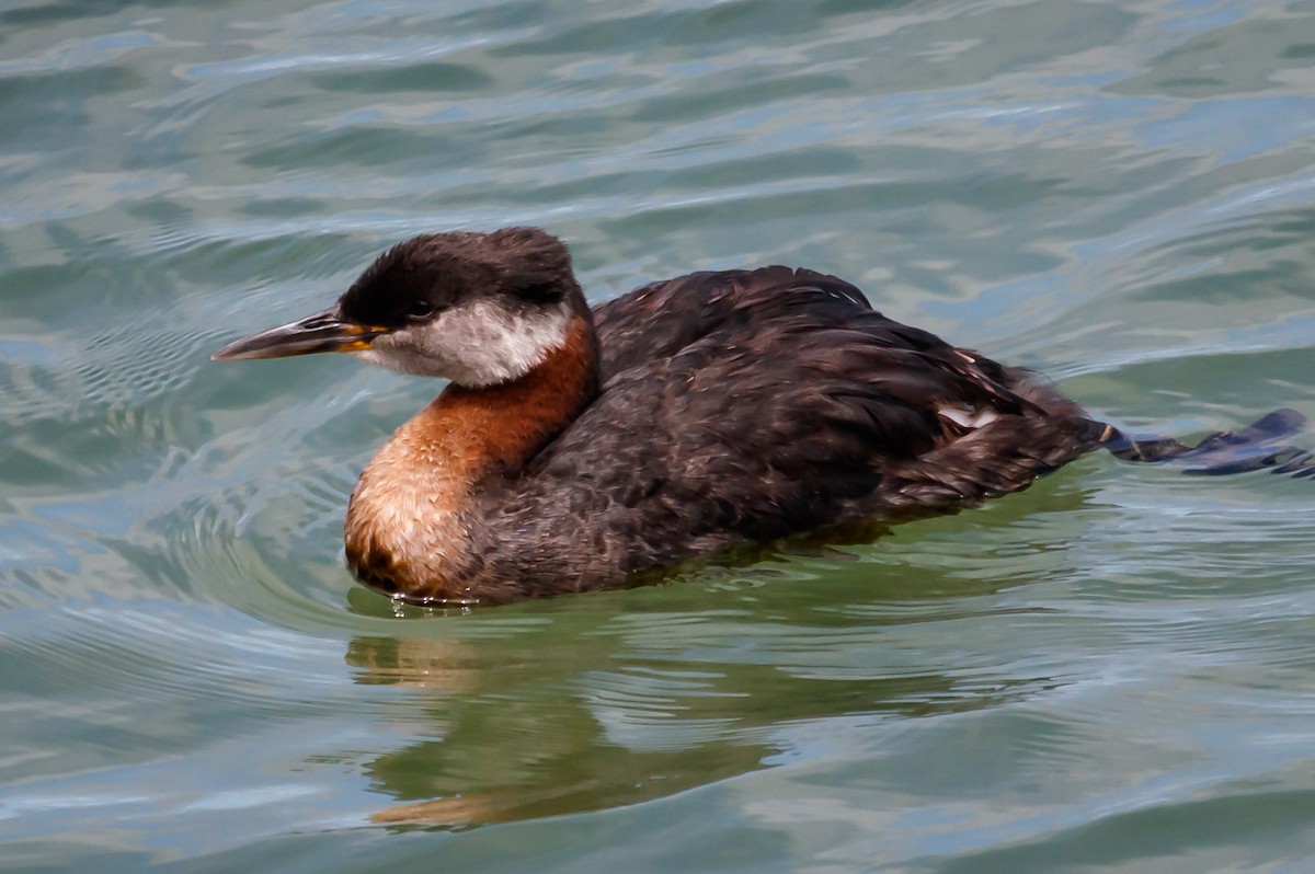 Red-necked Grebe - Carole Rose