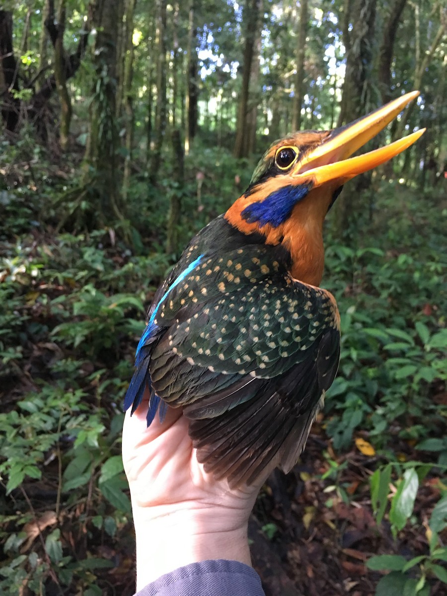 Rufous-collared Kingfisher - ML167355191