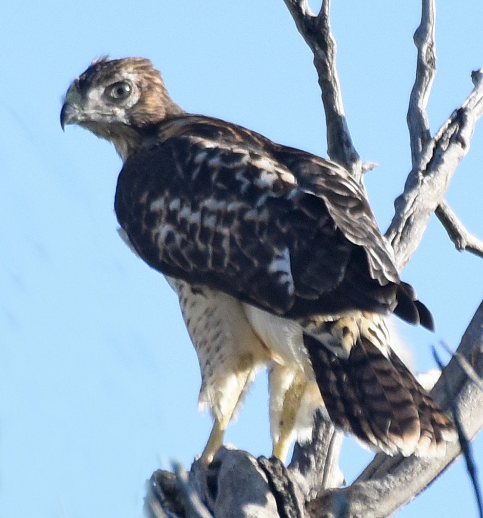 Red-tailed Hawk - ML167355991